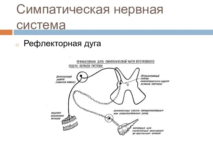 Симпатическая нервная система Рефлекторная дуга