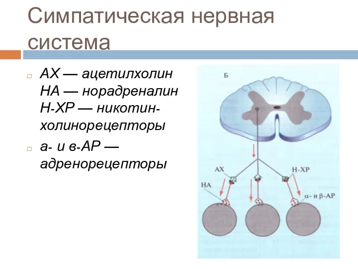 Симпатическая нервная система АХ — ацетилхолин НА — норадреналин Н-ХР — никотин-холинорецепторы