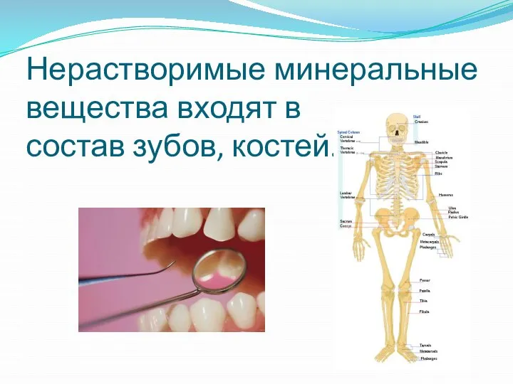 Нерастворимые минеральные вещества входят в состав зубов, костей.