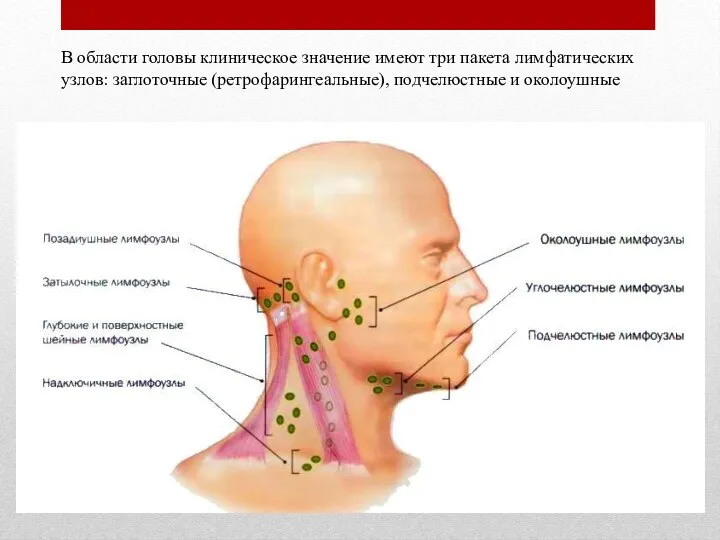 В области головы клиническое значение имеют три пакета лимфатических узлов: заглоточные (ретрофарингеальные), подчелюстные и околоушные