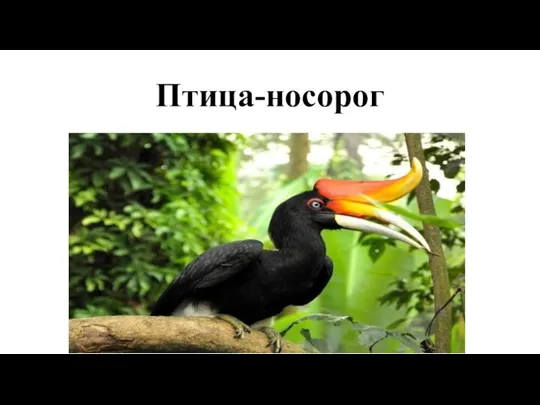 Птица-носорог