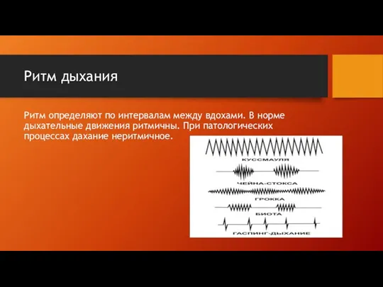 Ритм дыхания Ритм определяют по интервалам между вдохами. В норме дыхательные движения