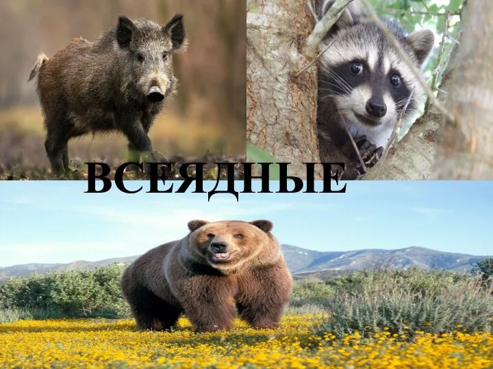 ВСЕЯДНЫЕ