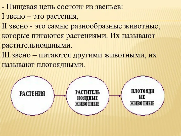 - Пищевая цепь состоит из звеньев: I звено – это растения, II