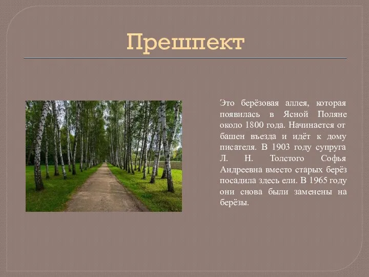 Прешпект Это берёзовая аллея, которая появилась в Ясной Поляне около 1800 года.