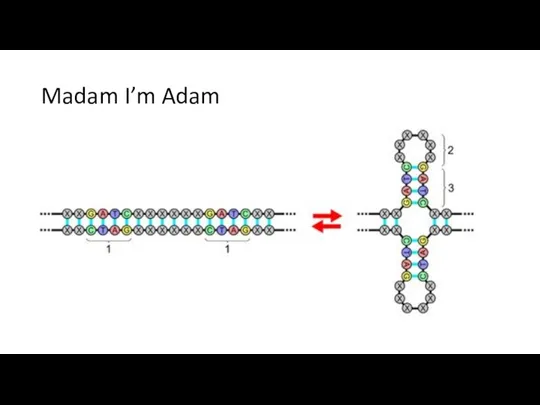 Madam I’m Adam