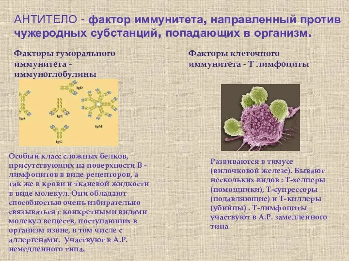 АНТИТЕЛО - фактор иммунитета, направленный против чужеродных субстанций, попадающих в организм. Особый