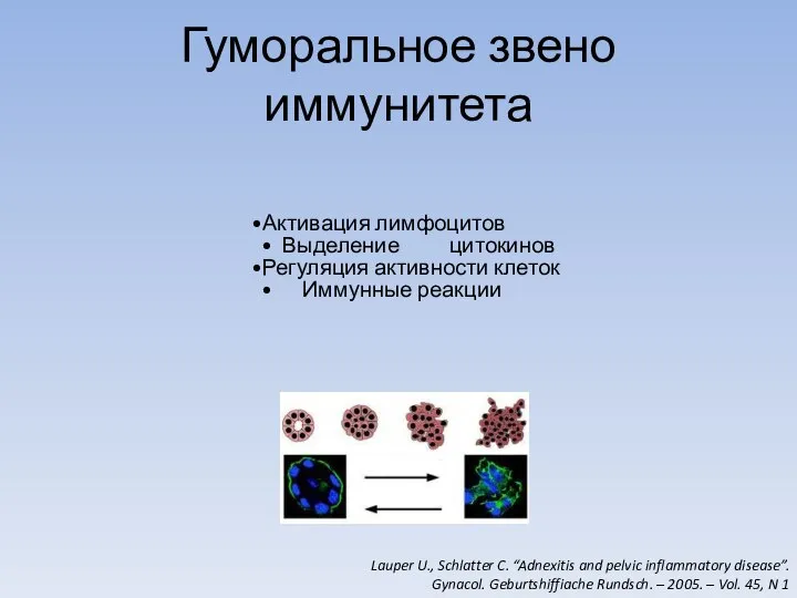 Гуморальное звено иммунитета Активация лимфоцитов Выделение цитокинов Регуляция активности клеток Иммунные реакции