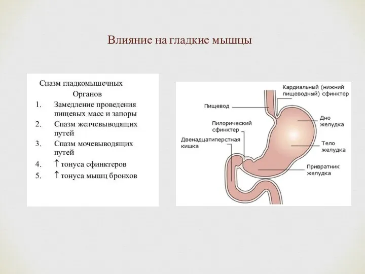 Влияние на гладкие мышцы