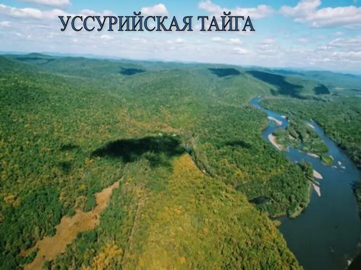 УССУРИЙСКАЯ ТАЙГА