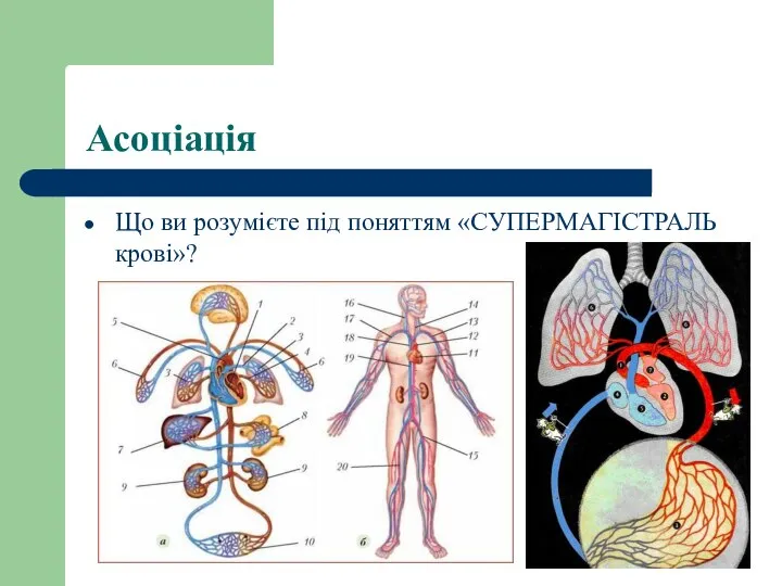 Що ви розумієте під поняттям «СУПЕРМАГІСТРАЛЬ крові»? Асоціація