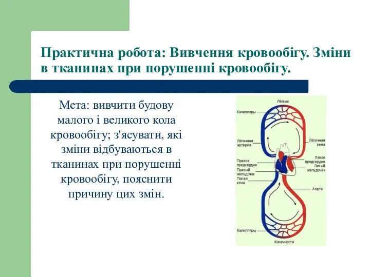 Практична робота: Вивчення кровообігу. Зміни в тканинах при порушенні кровообігу. Мета: вивчити