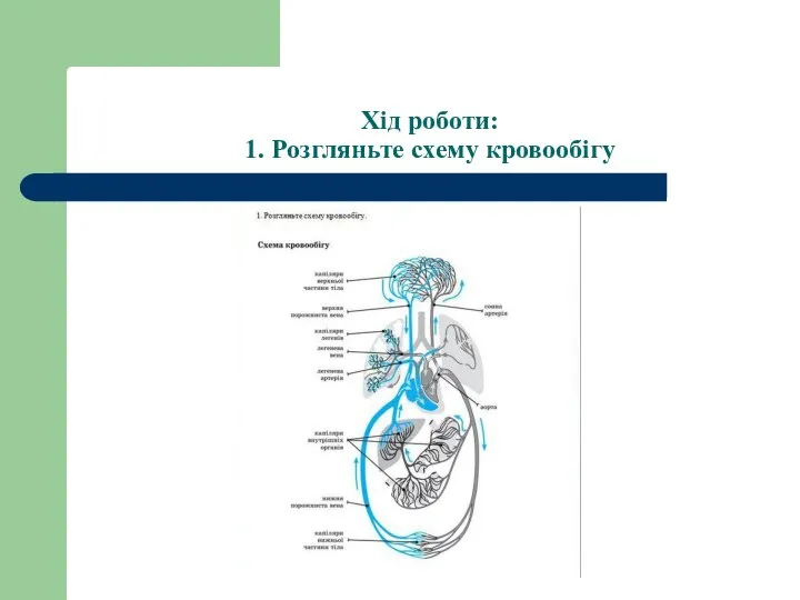 Хід роботи: 1. Розгляньте схему кровообігу