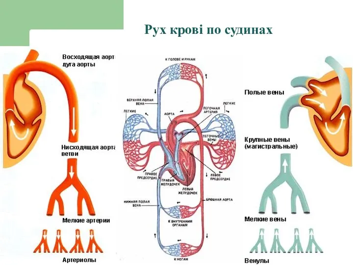 Рух крові по судинах Рух крові по судинах