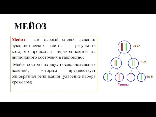 МЕЙОЗ Мейоз – это особый способ деления эукариотических клеток, в результате которого