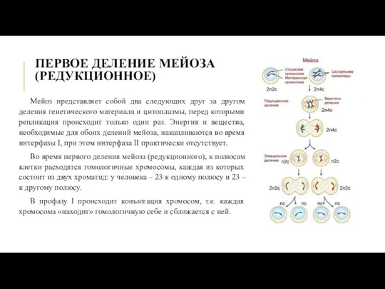 ПЕРВОЕ ДЕЛЕНИЕ МЕЙОЗА (РЕДУКЦИОННОЕ) Мейоз представляет собой два следующих друг за другом