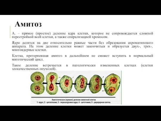 Амитоз А. – прямое (простое) деление ядра клетки, которое не сопровождается сложной