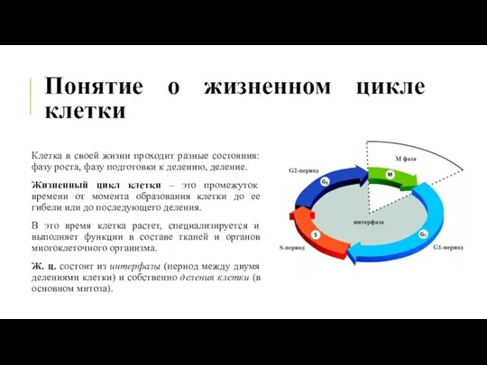 Понятие о жизненном цикле клетки Клетка в своей жизни проходит разные состояния: