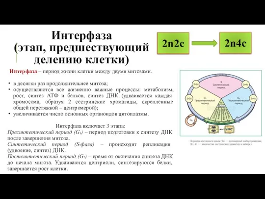 Интерфаза (этап, предшествующий делению клетки) Интерфаза – период жизни клетки между двумя