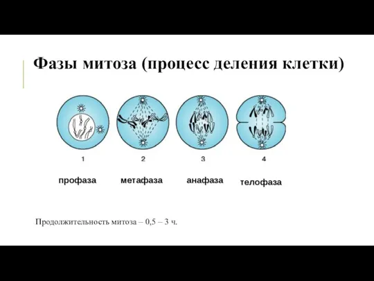 Фазы митоза (процесс деления клетки) Продолжительность митоза – 0,5 – 3 ч.