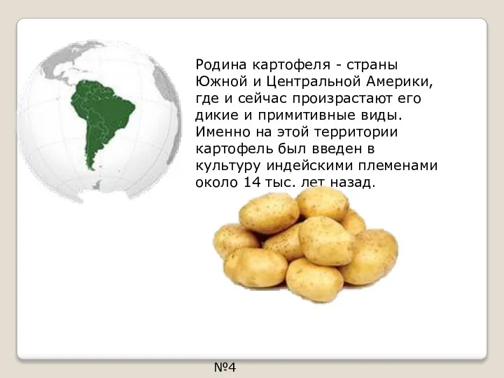 Родина картофеля - страны Южной и Центральной Америки, где и сейчас произрастают