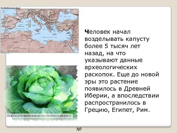 Человек начал возделывать капусту более 5 тысяч лет назад, на что указывают