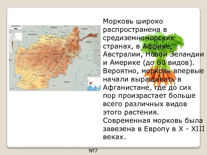 Морковь широко распространена в средиземноморских странах, в Африке, Австралии, Новой Зеландии и