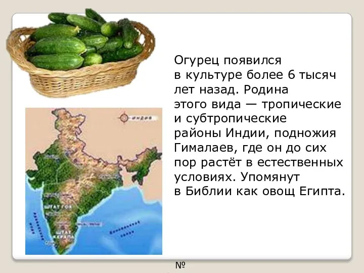 Огурец появился в культуре более 6 тысяч лет назад. Родина этого вида