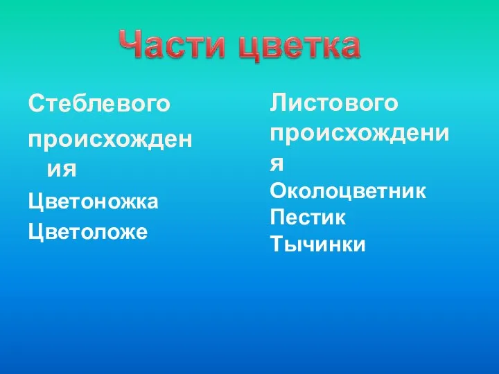 Стеблевого происхождения Цветоножка Цветоложе Листового происхождения Околоцветник Пестик Тычинки