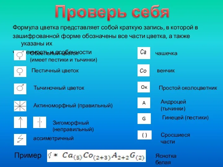 Формула цветка представляет собой краткую запись, в которой в зашифрованной форме обозначены