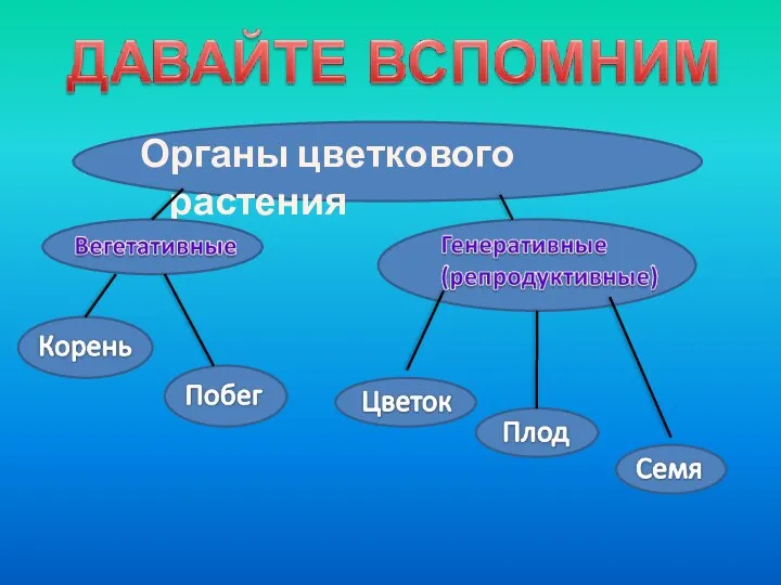 Органы цветкового растения