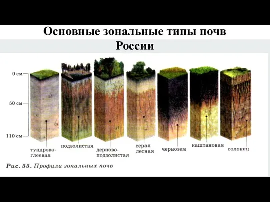 Основные зональные типы почв России