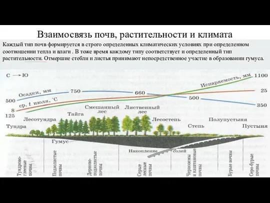 Взаимосвязь почв, растительности и климата Каждый тип почв формируется в строго определенных