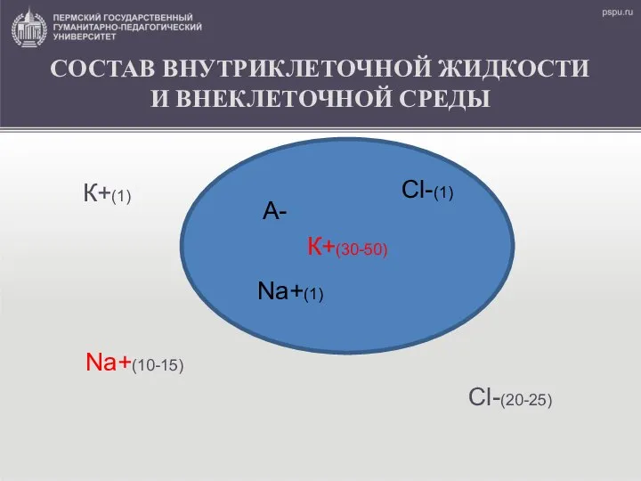 СОСТАВ ВНУТРИКЛЕТОЧНОЙ ЖИДКОСТИ И ВНЕКЛЕТОЧНОЙ СРЕДЫ К+(1) Nа+(10-15) Cl-(20-25) К+(30-50) Nа+(1) Cl-(1) A-