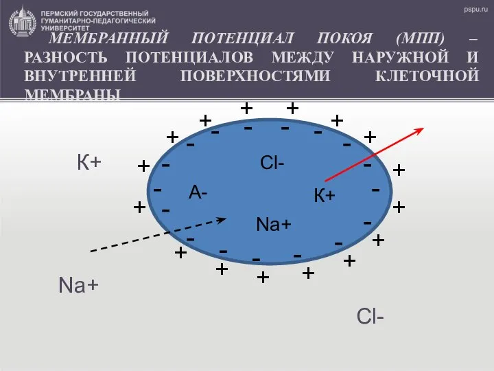 МЕМБРАННЫЙ ПОТЕНЦИАЛ ПОКОЯ (МПП) – РАЗНОСТЬ ПОТЕНЦИАЛОВ МЕЖДУ НАРУЖНОЙ И ВНУТРЕННЕЙ ПОВЕРХНОСТЯМИ