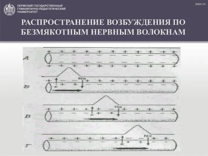 РАСПРОСТРАНЕНИЕ ВОЗБУЖДЕНИЯ ПО БЕЗМЯКОТНЫМ НЕРВНЫМ ВОЛОКНАМ