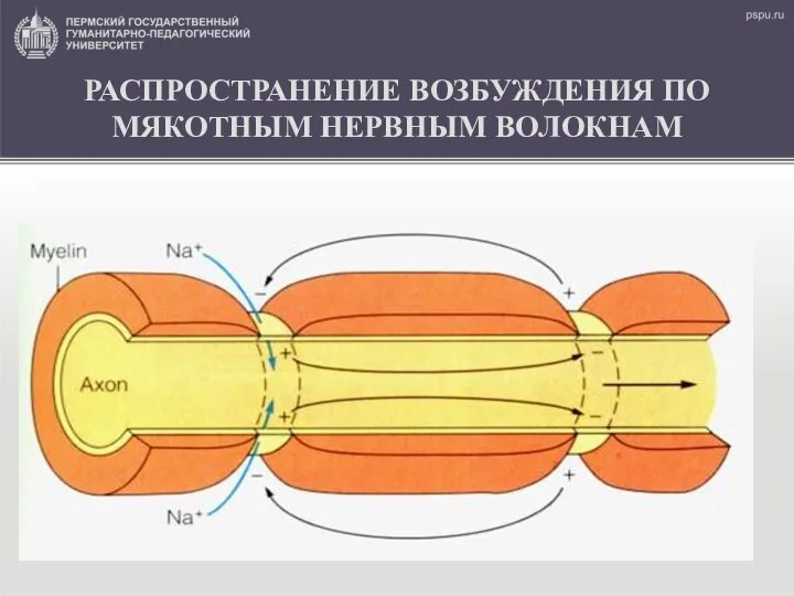 РАСПРОСТРАНЕНИЕ ВОЗБУЖДЕНИЯ ПО МЯКОТНЫМ НЕРВНЫМ ВОЛОКНАМ