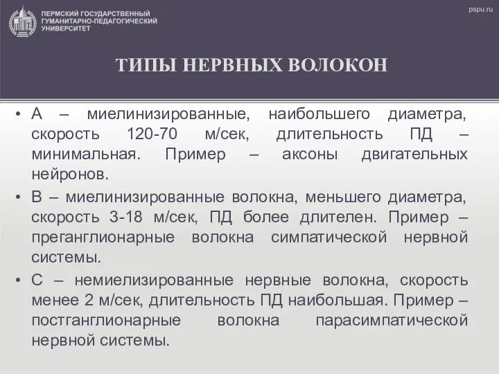 ТИПЫ НЕРВНЫХ ВОЛОКОН А – миелинизированные, наибольшего диаметра, скорость 120-70 м/сек, длительность