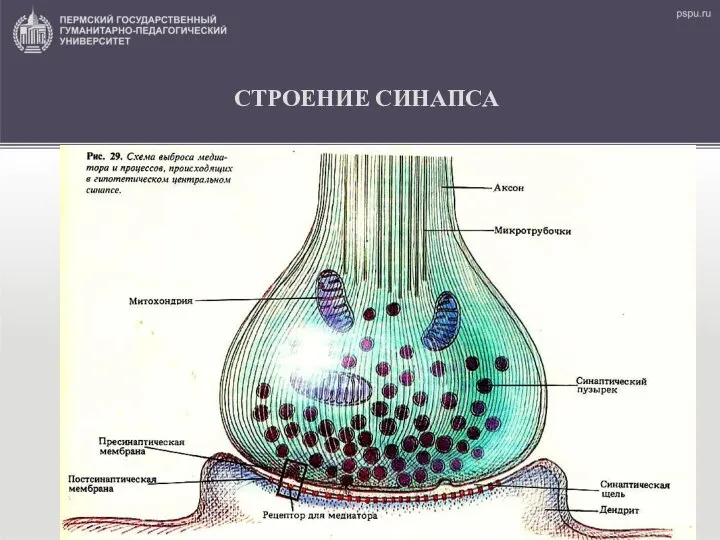 СТРОЕНИЕ СИНАПСА