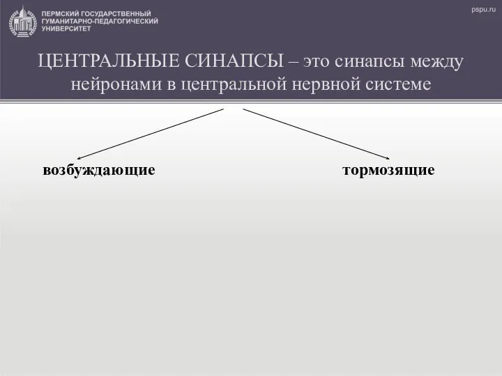 ЦЕНТРАЛЬНЫЕ СИНАПСЫ – это синапсы между нейронами в центральной нервной системе возбуждающие тормозящие