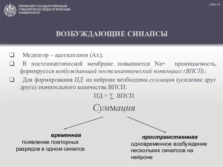 ВОЗБУЖДАЮЩИЕ СИНАПСЫ Медиатор – ацетилхолин (Ах); В постсинаптической мембране повышается Nа+ проницаемость,