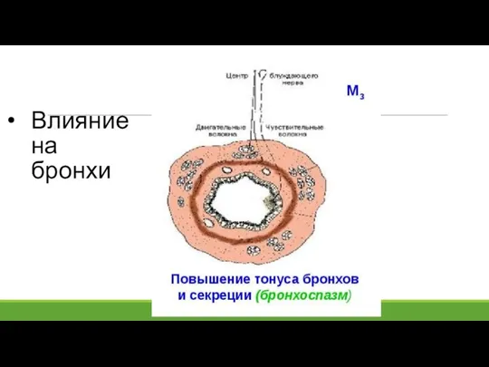 Влияние на бронхи