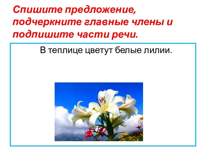 Спишите предложение, подчеркните главные члены и подпишите части речи. В теплице цветут белые лилии.