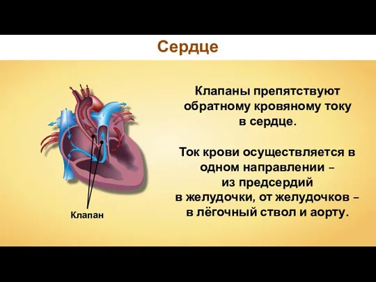 Клапаны препятствуют обратному кровяному току в сердце. Клапан Ток крови осуществляется в