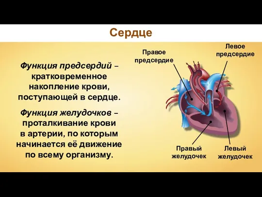 Сердце Функция предсердий – кратковременное накопление крови, поступающей в сердце. Функция желудочков