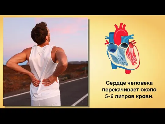 Сердце человека перекачивает около 5-6 литров крови.