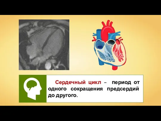 Сердечный цикл – период от одного сокращения предсердий до другого.