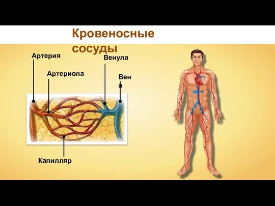 Кровеносные сосуды Артерия Вена Артериола Венула Капилляр