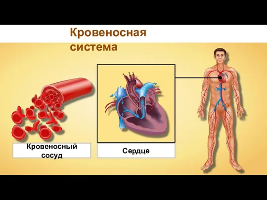 Кровеносная система Сердце Кровеносный сосуд