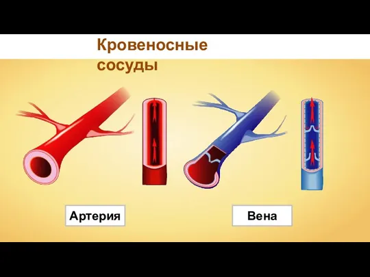 Кровеносные сосуды Артерия Вена